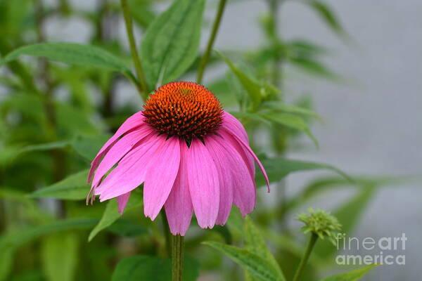 Echinacea 16-01 Poster featuring the photograph Echinacea 16-01 by Maria Urso