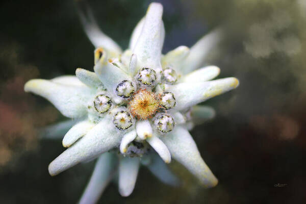 Photo Poster featuring the photograph Edelweiss by Jutta Maria Pusl