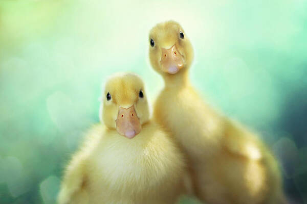 Ducks Poster featuring the photograph Edgar Loves Sally by Amy Tyler