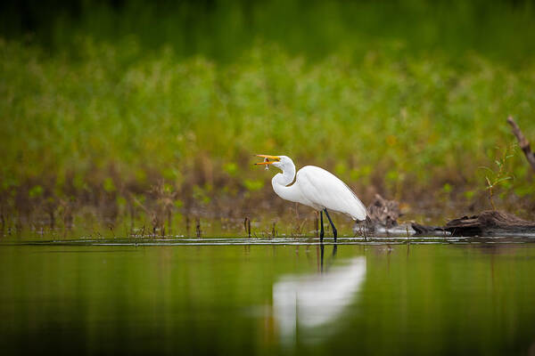 Nature Poster featuring the photograph Egret Feeding by Jeff Phillippi