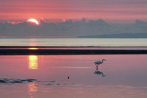 Dawn Poster featuring the photograph Egret fishing at Dawn by Robert Charity