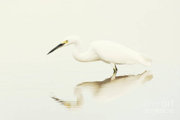Egret Poster featuring the photograph Egret in vanilla tones by Ruth Jolly