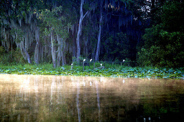 Lake Poster featuring the photograph Egrets on a Fence by Kathi Shotwell