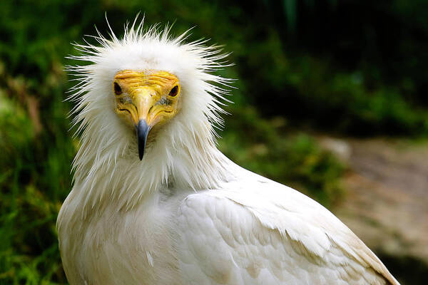 Vulture Poster featuring the photograph Egyptian Vulture by Anthony Jones