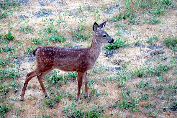 Deer Poster featuring the photograph El Sobrante Fawn Two by Joyce Dickens