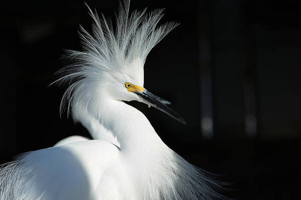 Snowy Egret Poster featuring the photograph Electrifying by Fraida Gutovich