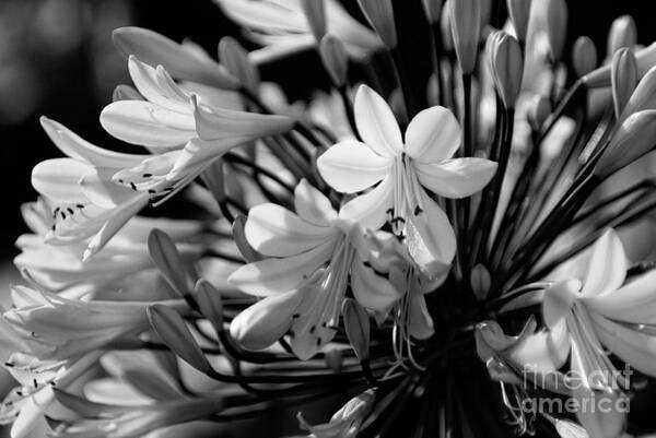 Flower Poster featuring the photograph Elegance - bw by Linda Shafer