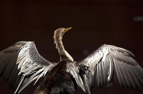 Wildlife Poster featuring the photograph Elegant Anhinga by Kenneth Albin