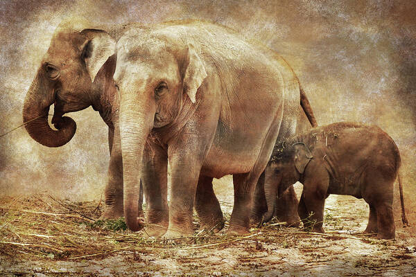 Elephant Poster featuring the photograph Elephant family by Mihaela Pater