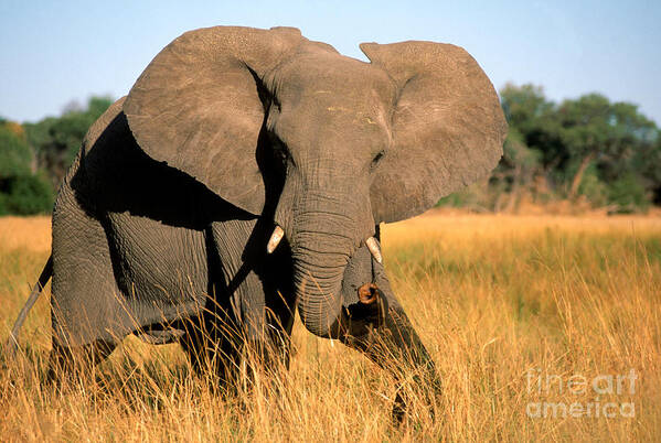 Animal Poster featuring the photograph Elephant by Gregory G Dimijian and Photo Researchers 