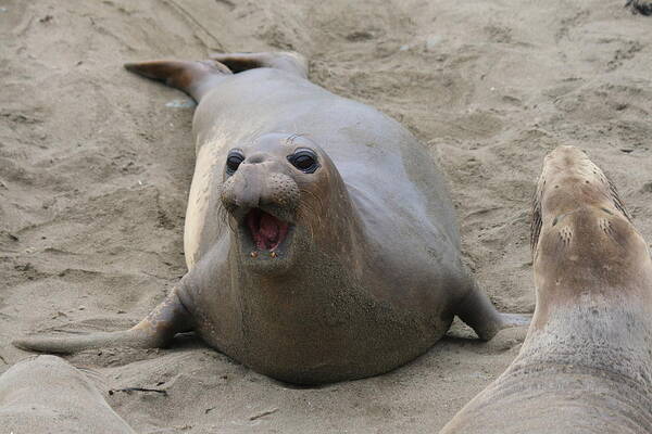 Elephant Seal Poster featuring the photograph Elephant Seal - 5 by Christy Pooschke