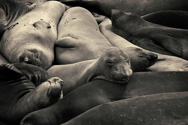 Proboscis Poster featuring the photograph Elephant Seals I Toned by David Gordon