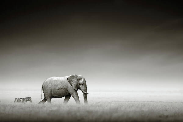 #faatoppicks Poster featuring the photograph Elephant with zebra by Johan Swanepoel