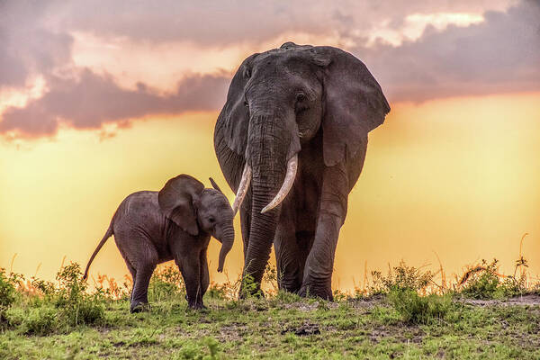 Elephants Poster featuring the photograph Elephants at Sunset by Janis Knight