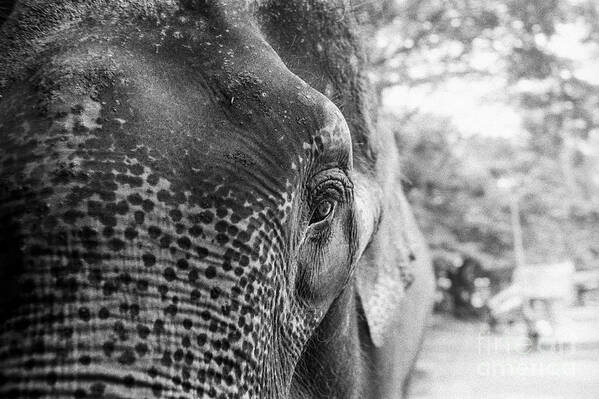 Elephant Poster featuring the photograph Elephant's Eye by Dean Harte