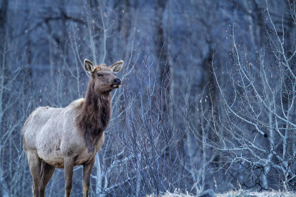 Elk Poster featuring the photograph Elk at Dusk by Belinda Greb