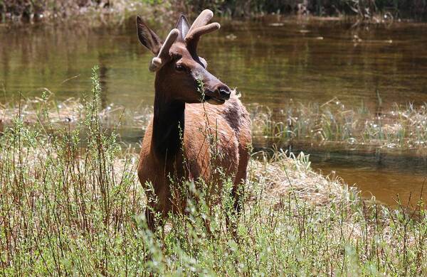 Elk Poster featuring the photograph Elk at the Pond  by Christy Pooschke