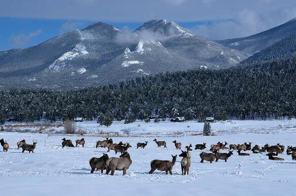 Moraine Poster featuring the photograph Elk In The Snow by Tranquil Light Photography