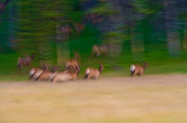 Yellowstone Poster featuring the photograph Elk on the Run by Sebastian Musial