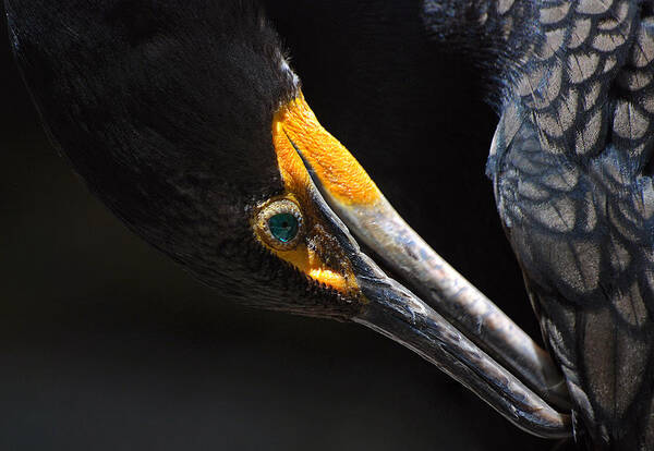 Cormorant Poster featuring the photograph Emerald Eyes by Lorenzo Cassina