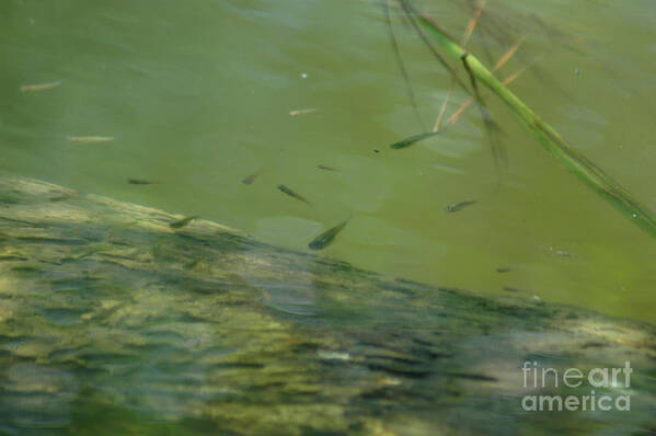 Minnow Poster featuring the photograph Emerald Shiner by Dale Powell