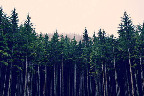 Forest Poster featuring the photograph Emerson by Robin Dickinson