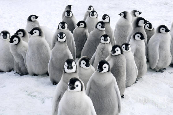 Mp Poster featuring the photograph Emperor Penguin Chicks by Jan Vermeer