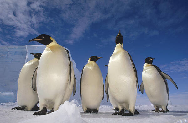 00140469 Poster featuring the photograph Emperor Penguins Antarctica by Tui De Roy