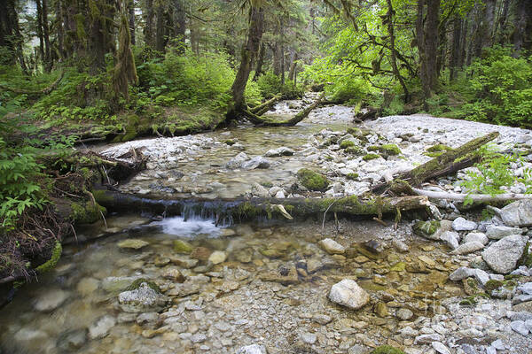 River Poster featuring the photograph Enchanted Stream by Tim Grams