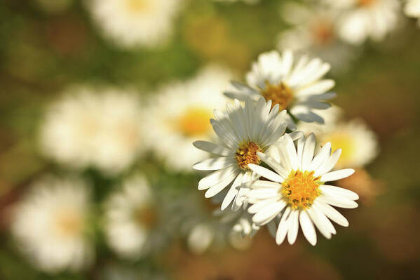 Annual Fleabane Poster featuring the photograph Erigeron Annuus Daisy Like Wildflower by Joni Eskridge