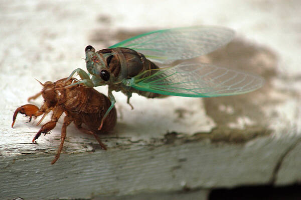 Cicada Poster featuring the photograph Escape by Wanda Brandon