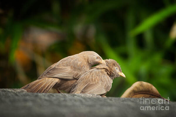 Two Birds Grooming Each Other Poster featuring the photograph Eternal Love by Venura Herath