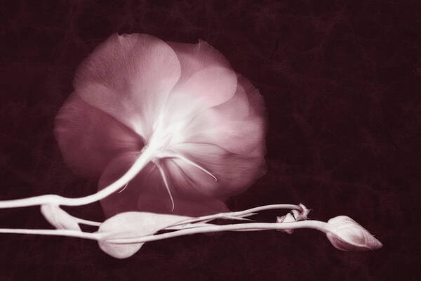 Lisianthus Flowers Poster featuring the photograph Ethereal by Leda Robertson