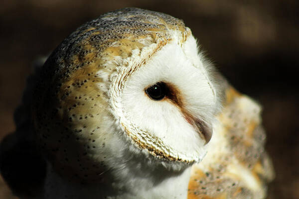 Owl Poster featuring the photograph European Barn Owl by Holly Ross