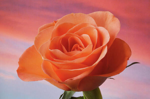 Rose Portrait Poster featuring the photograph Evening Rose by Terence Davis