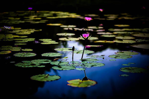 Water Lilies Poster featuring the photograph Evening Water Lilies by Craig Watanabe