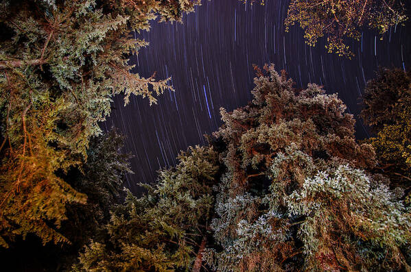 Star Trail Poster featuring the photograph Evergreen Trees Star Trails by Pelo Blanco Photo