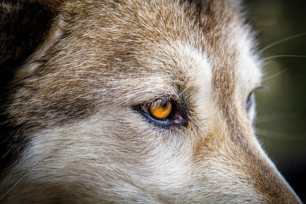 Animal Poster featuring the photograph Eyes of the Gray Wolf by Teri Virbickis