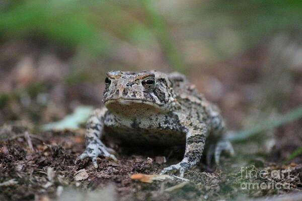  Toad Poster featuring the photograph Face to Face with a Fowler Toad by Neal Eslinger