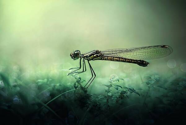 Macro Poster featuring the photograph Fade Away by Erwin Astro