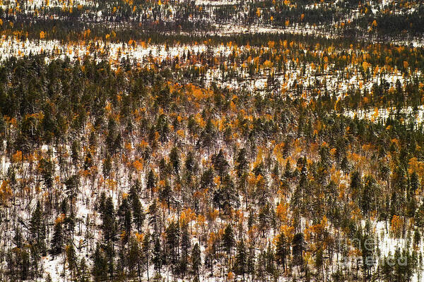 Europe Poster featuring the photograph Fall and winter on the same day by Heiko Koehrer-Wagner