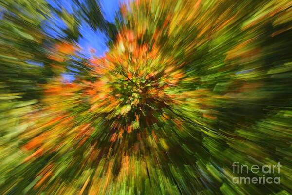 Fall Poster featuring the photograph Fall Bursts on the Scene by Maxine Kamin