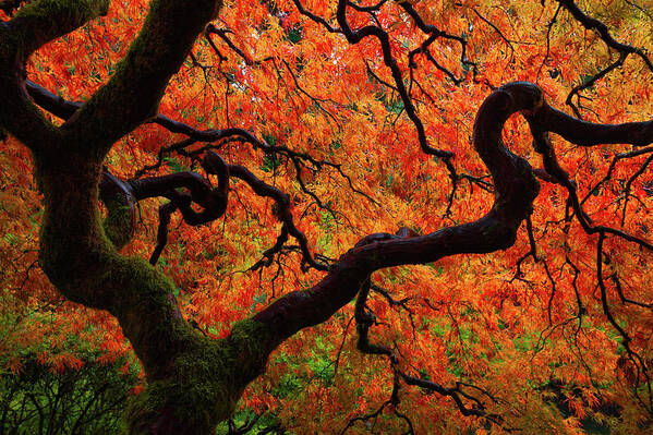 Trees Poster featuring the photograph Fall Chaos by Darren White
