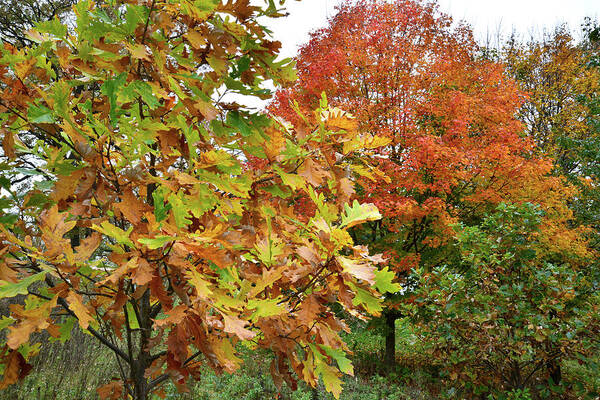 Veteran's Acres Poster featuring the photograph Fall Color Sugar Maple and Oak in Veteran's Acres by Ray Mathis