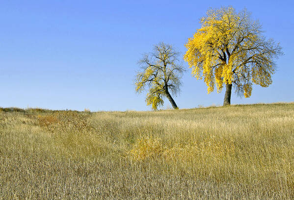 Fall. Blue. Sky. Weeds. Yellow. Grass. Fields. Water. Rain. Clouds.fall Colors Photography. Mixed Media. Mixed Media Photography. Mixed Media Fall Colors. Fine Art Fall Colors. Colorado Fall Colors. Fall Greeting Cards. Yellow Fall Color Photography. Fall Colors In Fort Collins Co. Gallery Fine Art Photography. Fall Landscape Photography. Poster featuring the photograph Fall days in Fort Collins CO by James Steele