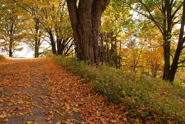 Fall Poster featuring the photograph Fall Driveway by Lois Lepisto