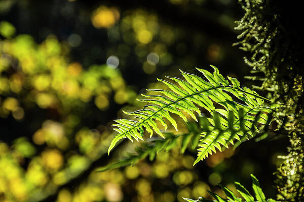 Fern Poster featuring the photograph Fall Ferns 2 by Pelo Blanco Photo