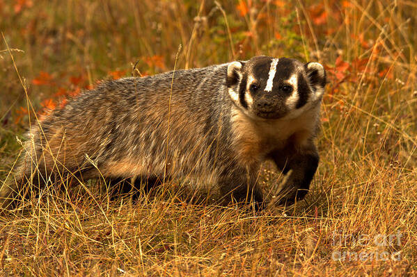Badger Poster featuring the photograph Fall Foliage Badger by Adam Jewell