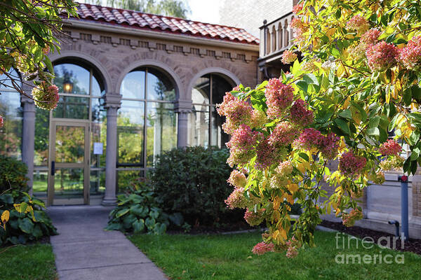 Hydrangeas Poster featuring the photograph Fall Hydrangeas at St Marys Chapel of the Angels Winona MN by Kari Yearous