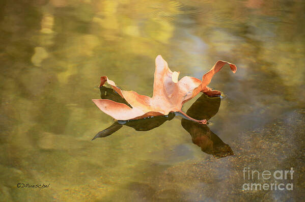 Autumn Poster featuring the photograph Fall Leaf Floating by Debby Pueschel